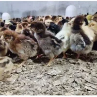 جوجه  محلی و مرندی و برهما عمده و خرده