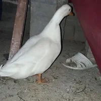 اوردک