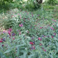 نیروی کار گلگاوزبان چین