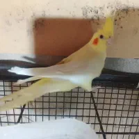 عروس هلندی بالغ