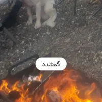 گمشده|حیوانات|گرگان, |دیوار