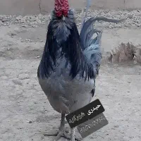 گلین|حیوانات مزرعه|لاران, |دیوار