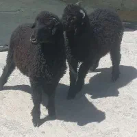۳عدد بره نر دورگ فر جو خور دونه ای ۱۷۷۰۰ مقطوع