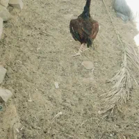 جفت فروشی