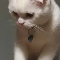 گربه نر اسکاتیش جهت جفت گیری