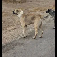 گم‌شدن سگ|حیوانات|سیرجان, |دیوار