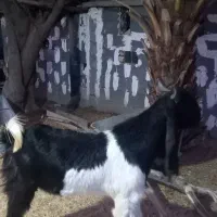 نر پاکستانی