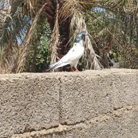 یه جفت پاکستانی