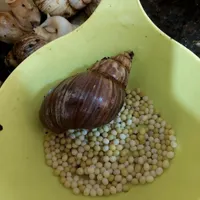 خاویار حلزون