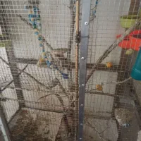 قناری نر و ماده باهم 2500