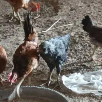 مرغ و خروس