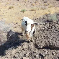 گوسفند چبش