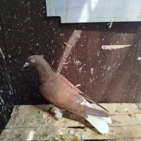 کبوتر|پرنده|قزوین, |دیوار