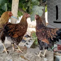 ویاندوت