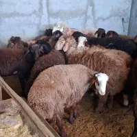 بره نر|حیوانات مزرعه|پاکدشت, پاکدشت (مامازند)|دیوار