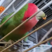 برزیلی نر کوتوله