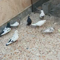 کبوتر|پرنده|شیراز, قلعه نو|دیوار