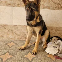 سگ ژرمن ۴ ماهه