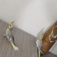 جوجه عروس هلندی سرلاکی