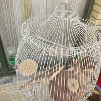 قفس پرنده