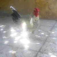 خروس
