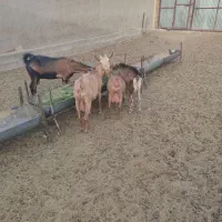 بز شیر