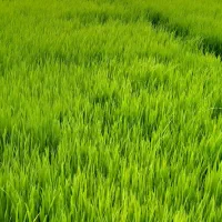 بذر شالی ندا درجه یک آماده برای کاشت