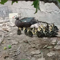 فروش بچه اسرائیلی