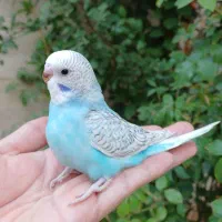 مرغ عشق دستی و فنچ  برزیلی سرلاکی