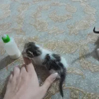 dsh