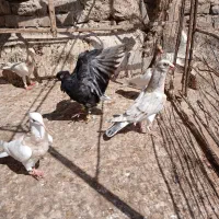 هشتا مغلف ساز