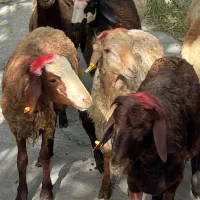 مناسب هیئت