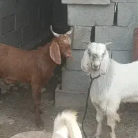 چپشت