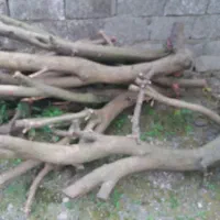 چوب خشک مرکبات و میوه ای