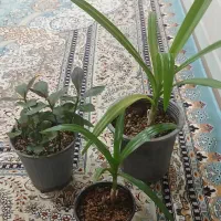 فروش دو عدد گل سوسن ویک گلدان ۵تایی فردوس