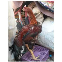 خروس لاری جوان