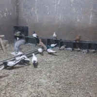 کبوتر