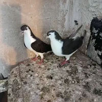 کبوتر الوان