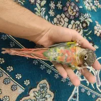 گرینچیک دستی رقاص سینه قرمز