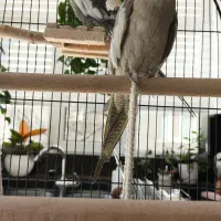 دو تا عروس هلندی به همراه قفس و لونه و وسایل