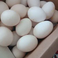 تخم مرغ محلی