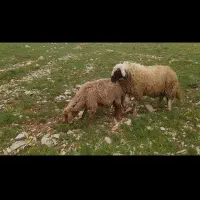 گوسفند ورن