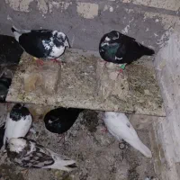 جفت ابلغ سیا به شرت جوجه