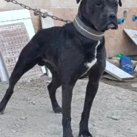 سگ نگهبان
