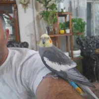 ۲ عدد طوطی عروس  هلندی اصل