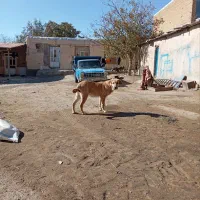 سگ پژدر|سگ|همدان, |دیوار