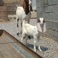 بز بزغاله دار