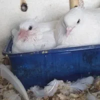 کبوتر