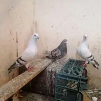 شامی کاغذی