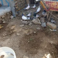 کفتر